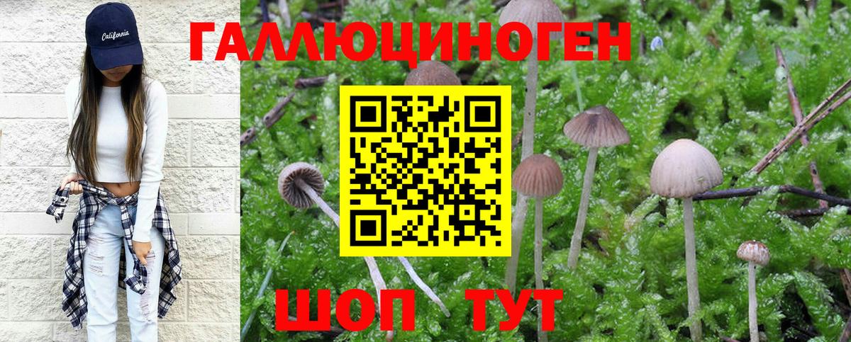 Псилоцибиновые грибы Psilocybine cubensis Грязи